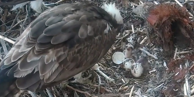 Nasce anche il secondo <i>pullo</i> di Falco pescatore