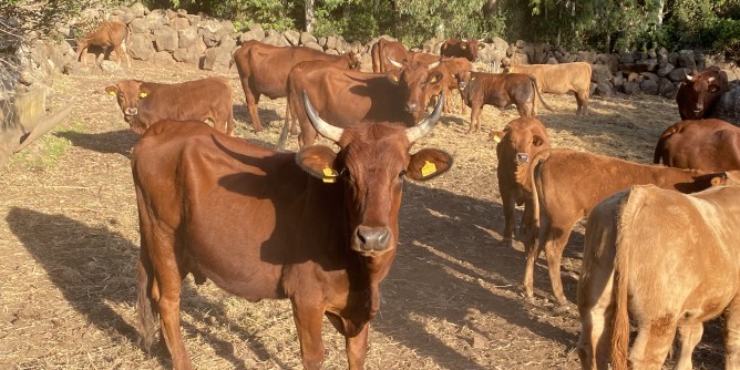 Biodiversità: 12 razze autoctone sarde