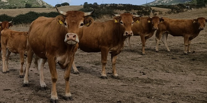 Malattie animali: é allarme rosso in Sardegna
