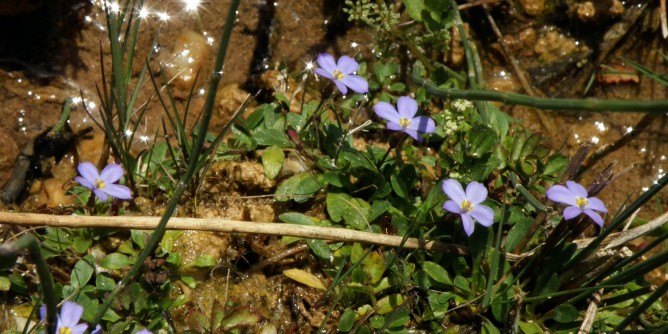 Nuova specie vegetale in Sardegna
