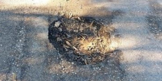 Buche a Maristella: segnalazione