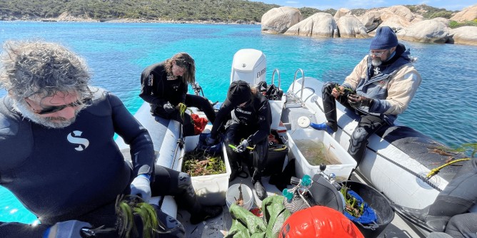 Posidonia, riforestazione marina a Capo Testa