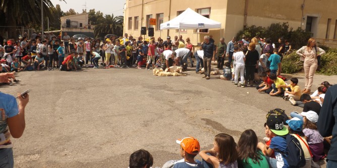 16 edizione della Giornata della tosatura a Santa Maria La Palma