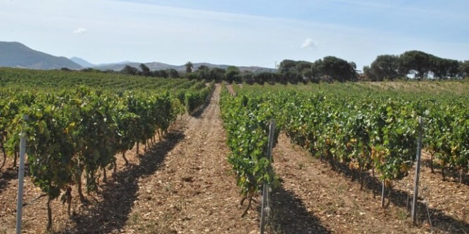 A Pozzo San Nicola Stintino Wine Festival