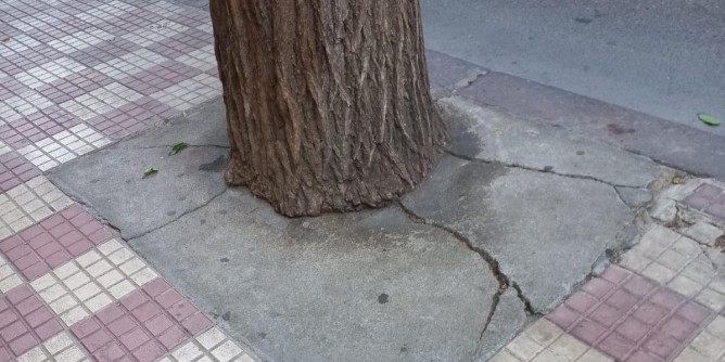 Albero <i>strozzato</i> nel cemento in via Sassari