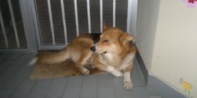 Microchip gratis a Osilo