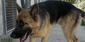 Microchip gratis per 70 cani