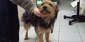 Ritrovato un cane sul Lungomare Dante | Foto