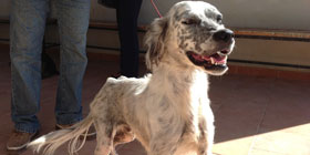 Calabona: trovato un cane | Foto