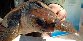 Caretta: 49 tartarughe a Castiadas