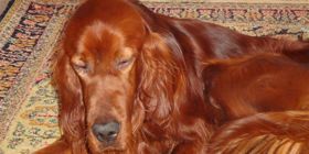 Cane setter fucilato e soccorso ad Olbia