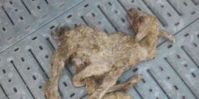 Virus Schmallenberg: 3 caso a Ozieri