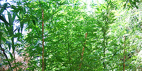 Cannabis: semi online legali