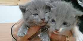 Week-end natalizi per cani e gatti