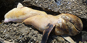Izp, analisi sul delfino spiaggiato