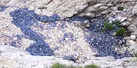 Ritornano lungo la costa le meduse Velella