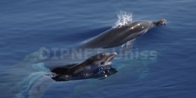 A scuola con i delfini a Porto Torres