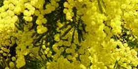 8 Marzo: meno mimose ma più belle