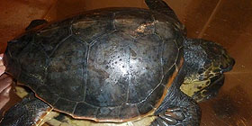 Recuperata seconda tartaruga caretta