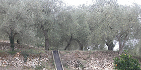 Potatura dellolivo: selezione ad Alghero