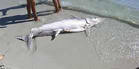 Pesce spada a Maria Pia | Foto