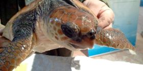 Caretta caretta: in arrivo la stagione riproduttiva