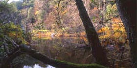 Nasce Albo regionale imprese forestali