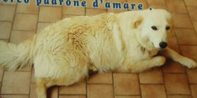 Cane in cerca di padrone | Foto