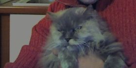 Milly, la gatta ritrovata