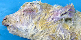 Schmallenberg virus, 1° caso sardo