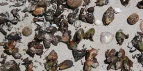 Le spiagge della Riviera del Corallo ricche di semi di posidonia