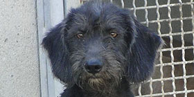 Microchippatura gratutita a Osilo