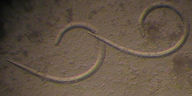 Trichinella: stesse larve del 2005 | Bandino
