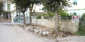 Non toccate gli Olmi di Via Napoli