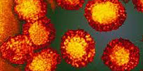 Febbre del Nilo: cornacchia positiva