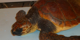 Castiadas: conclusa la schiusa delle caretta caretta