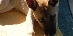 Il cane soffoca e l'Asl non risponde