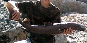 Alghero: squaletto in porto| Foto