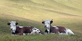 «Troppi ritardi sugli aiuti per l´agricoltura»