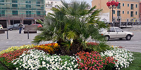 Alghero premia balconi e terrazze in fiore
