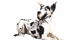 Vita da Cani