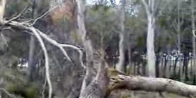 Pineta Mugoni: Panorama apocalittico