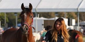 Forum Cavallo sportivo: obiettivo rilancio