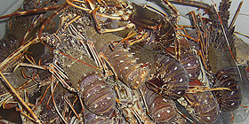 Proroga pesca aragosta, si tratta a Cagliari