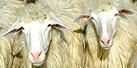 Bonassai, agli allevatori il Centro Arieti