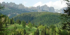 Aumenta il patrimonio boschivo
