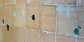 L´urlo: gattara a rischio veleno