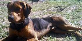 Alghero, smarrito un cane | Foto
