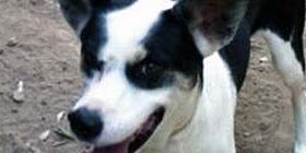 Cercasi Scrock, il cane bianco-nero