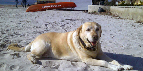 Festa alla Doggie Beach a Caprera